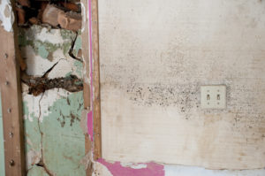 kitchen wall mold