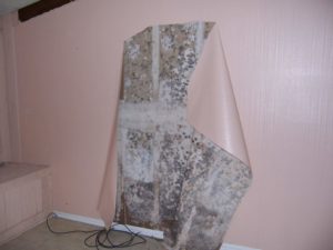 mold behind wallpaper