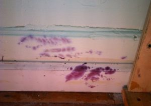 purple mold on walls