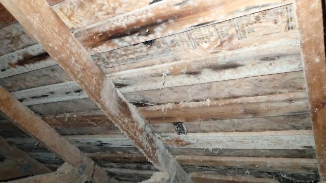 white mold on attic roof