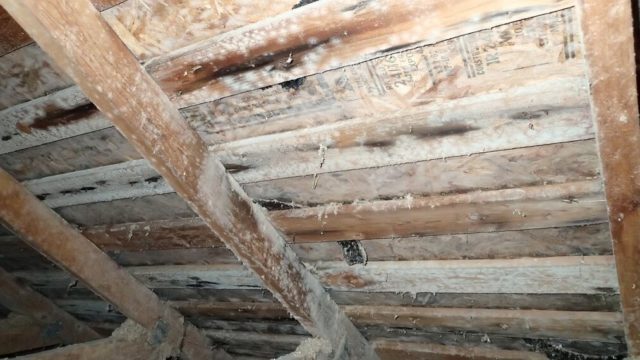 Best Ways To Deal With Mold In Your Attic