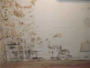 Green White Yellow Black Mold On Basement Wall Cinder Blocks The