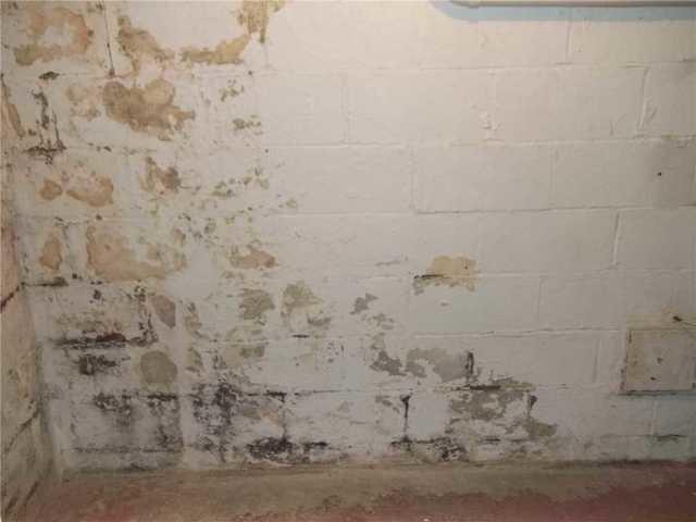 Green White Yellow Black Mold On Basement Wall Cinder Blocks The Hound - How To Check For Mold In Basement Wall