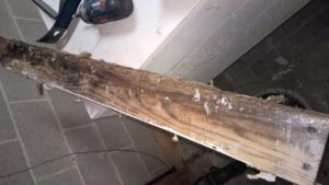 mold on joist