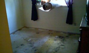 mold under carpet