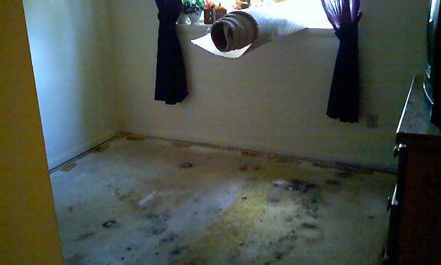 Mold Under Carpet And Capet Pad On Concrete The Mold Hound