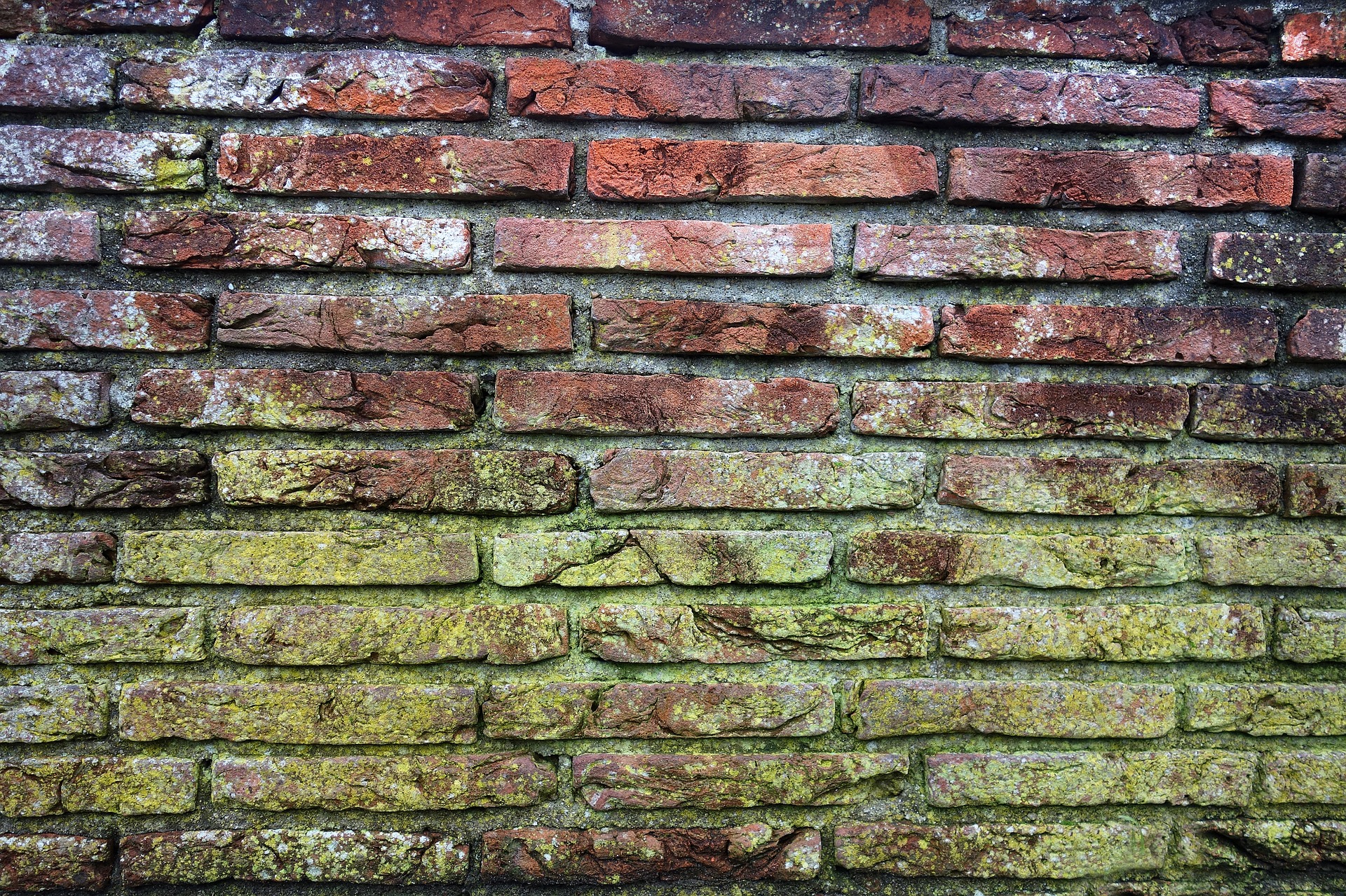 Mold on Brick Wall