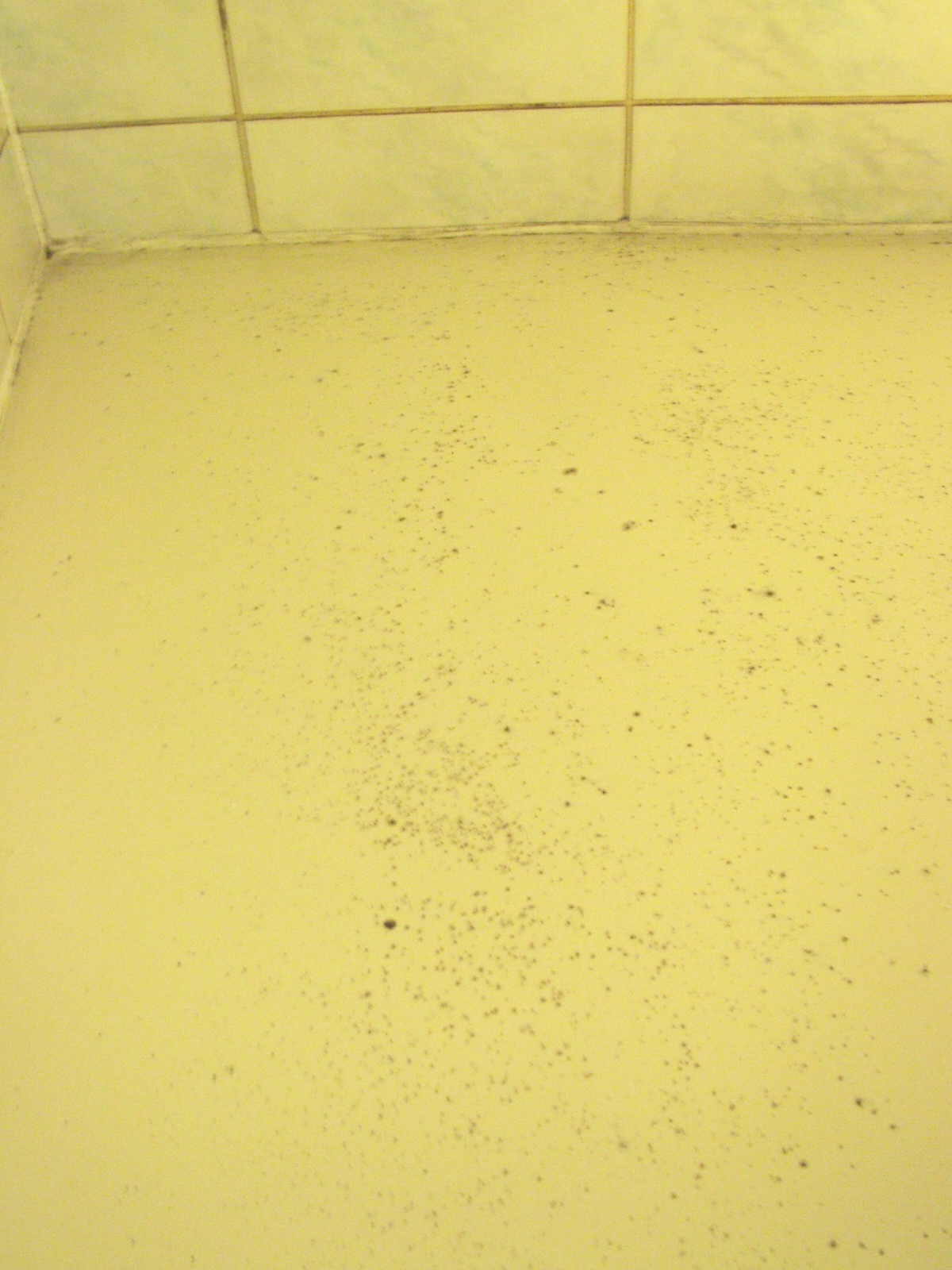 Mold on Shower Walls