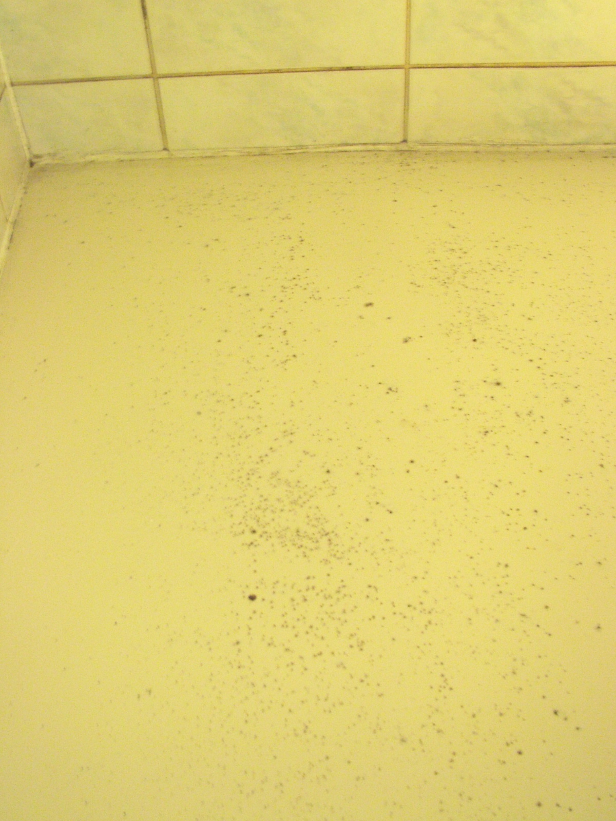 Mold On Ceiling Tiles In Bat The