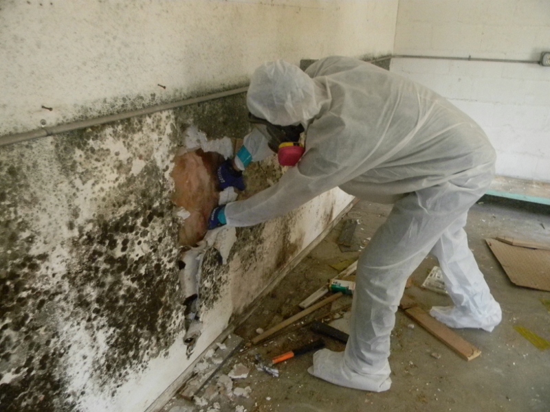 mold demolition