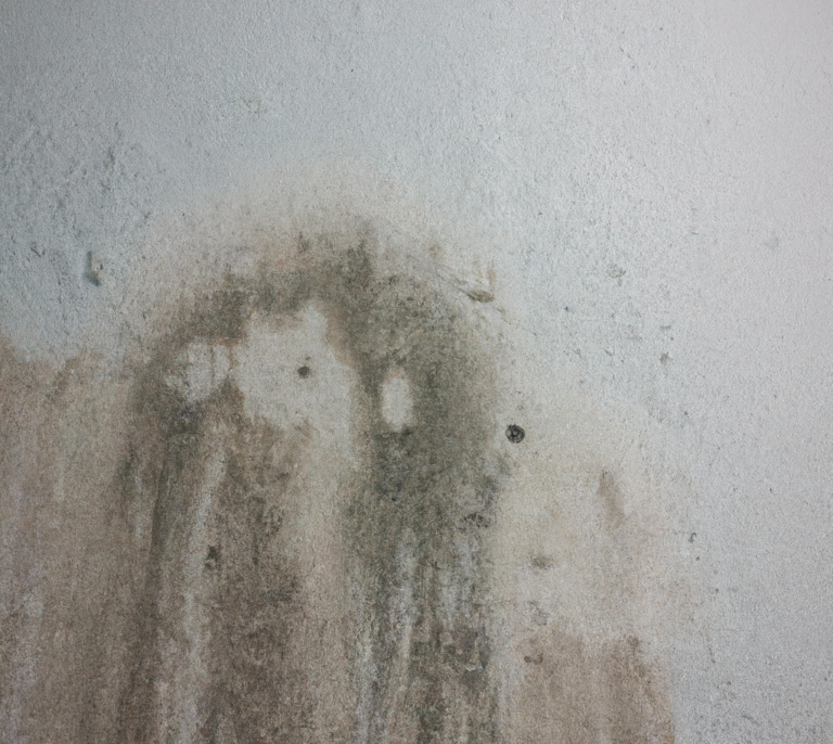 Does Mold Die on Its Own If Dried Out? The Mold Hound