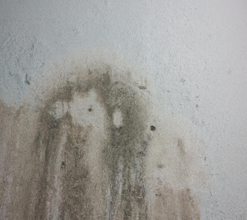 mold on wall